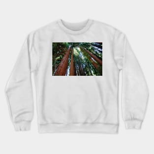 Giant redwood trees (C004/1871) Crewneck Sweatshirt